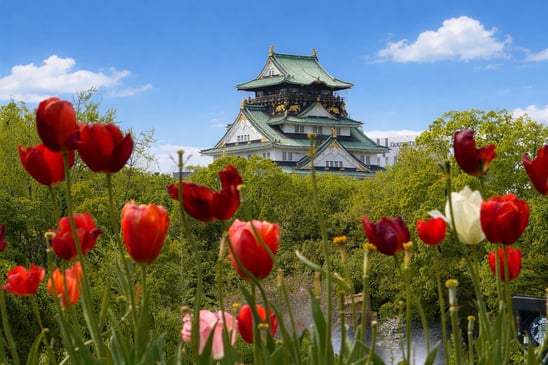 Photo of Osaka Castle with tulips