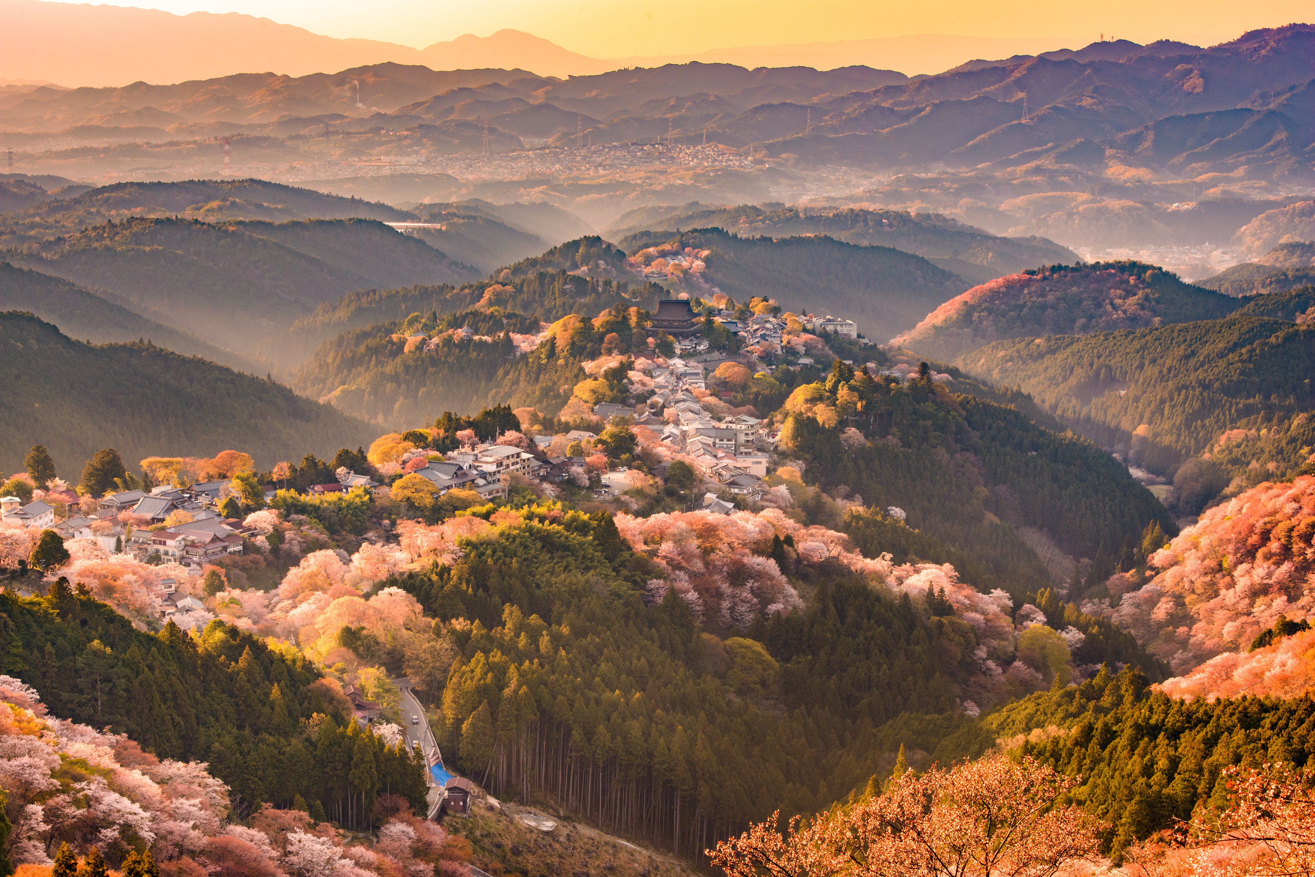 Mount Yoshino cherry blossoms cascading across mountain ridges in Nara