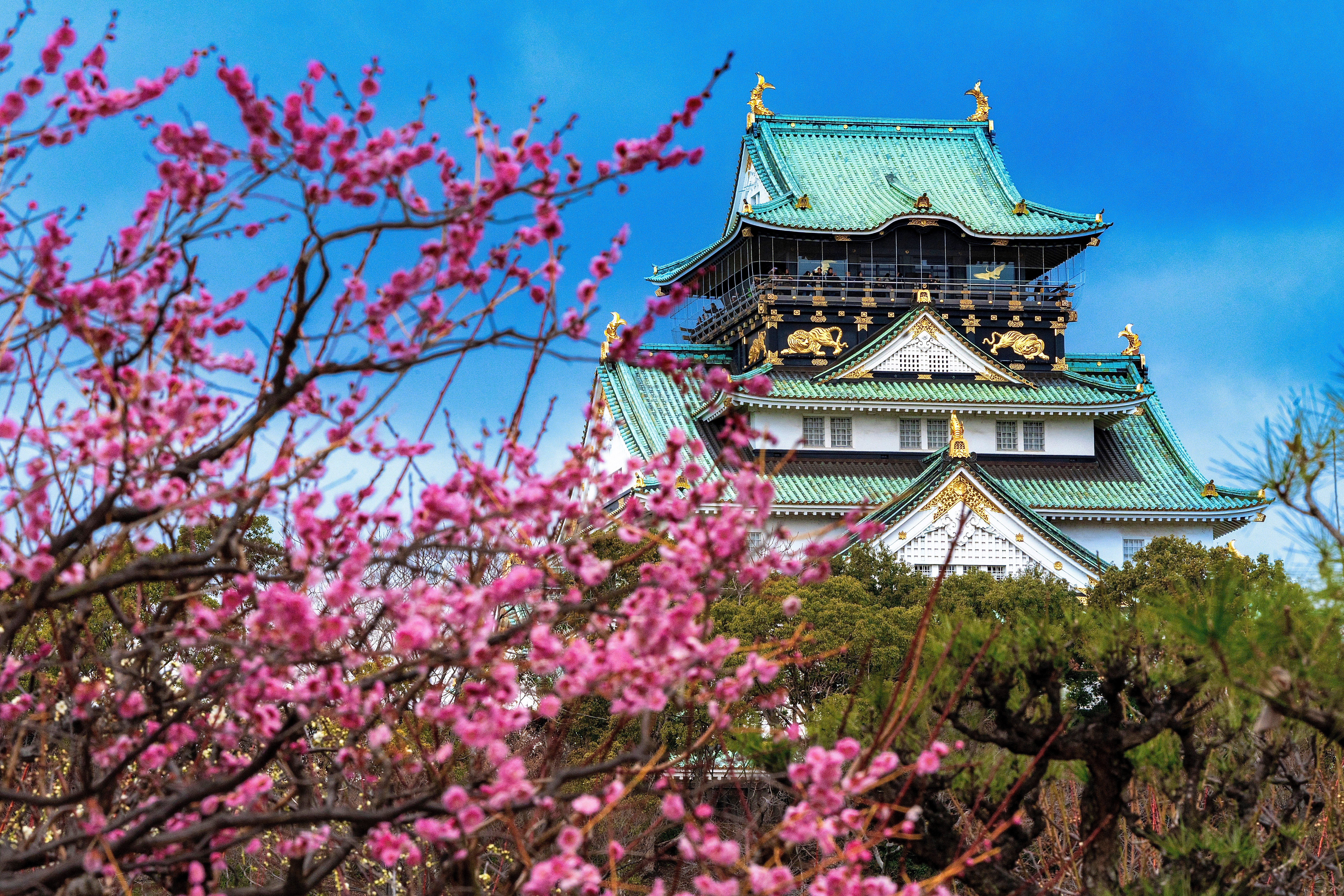 view of the Osaka Castle through the Plum garden, late winter10:19Claude responded: Osaka Castle's main tower with golden gable ornaments seen through blooming plum blossoms in late winterOsaka Castle's main tower with golden gable ornaments seen through blooming plum blossoms in late winter