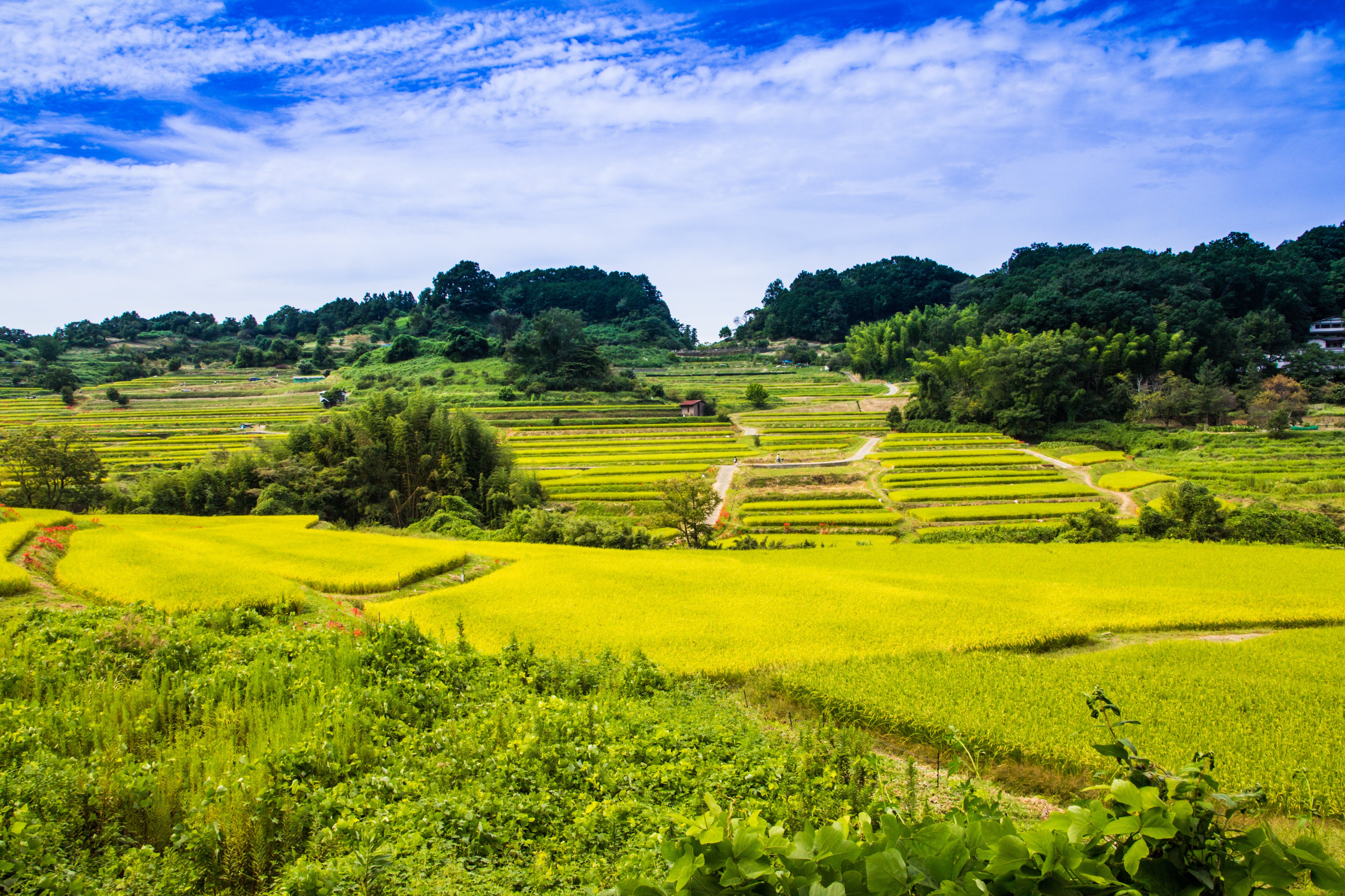 Cycling past ancient stone tombs and rural rice fields in Asuka, Nara