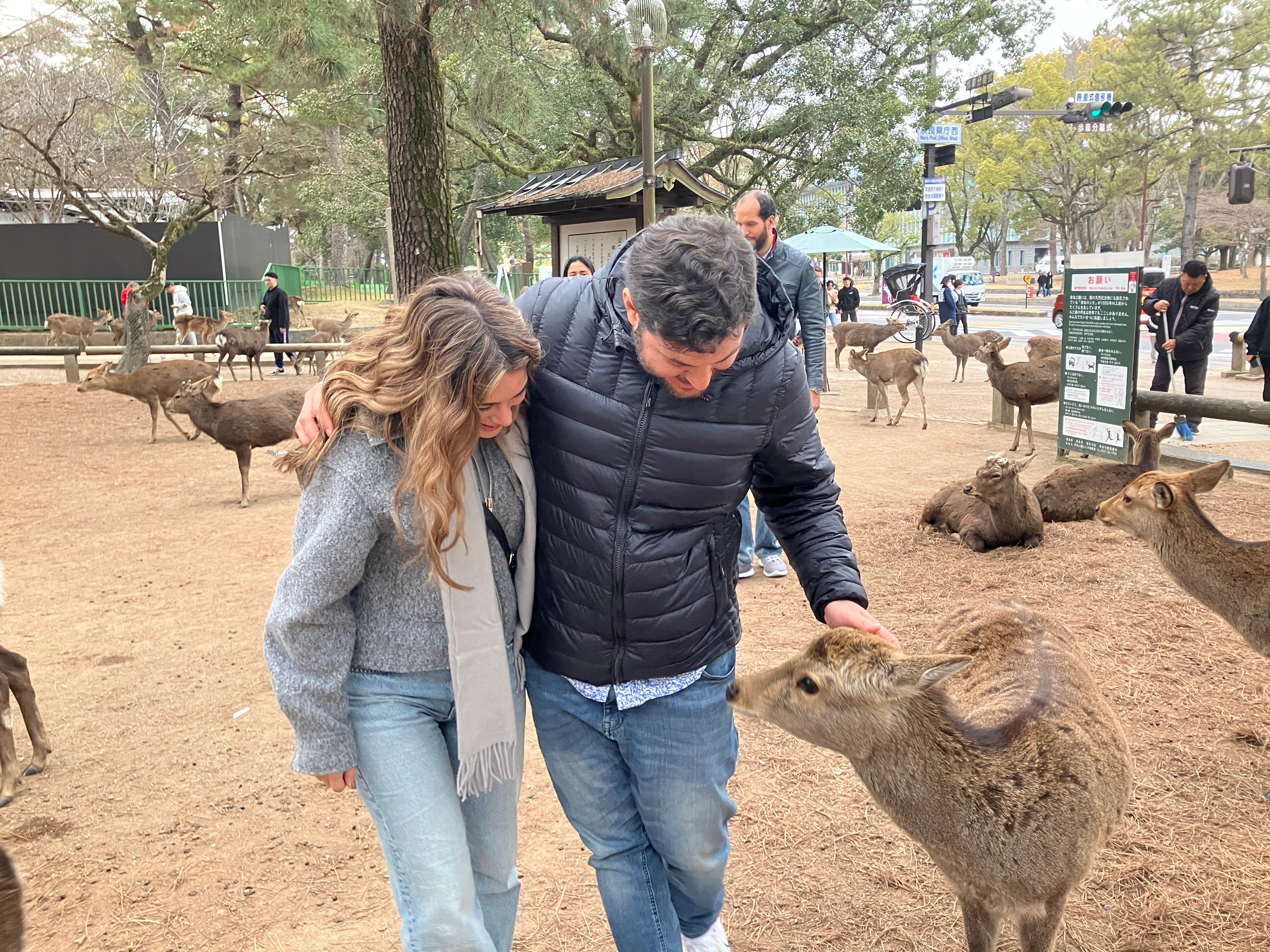 Nara Park deer and Todai-ji Temple on an easy day trip from Osaka
