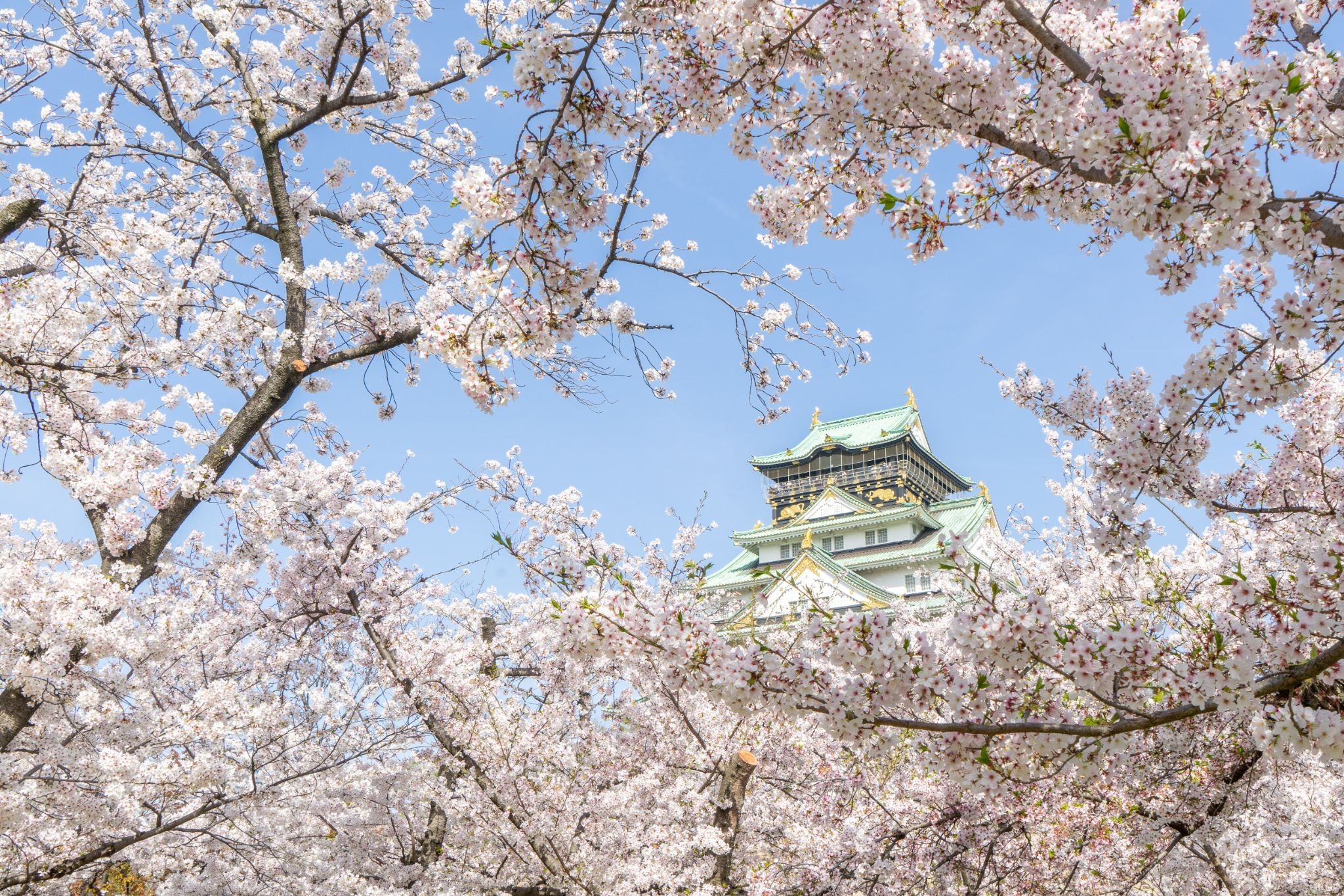 Osaka Castle surrounded by cherry blossoms in full bloom during spring in Osaka, Japan.