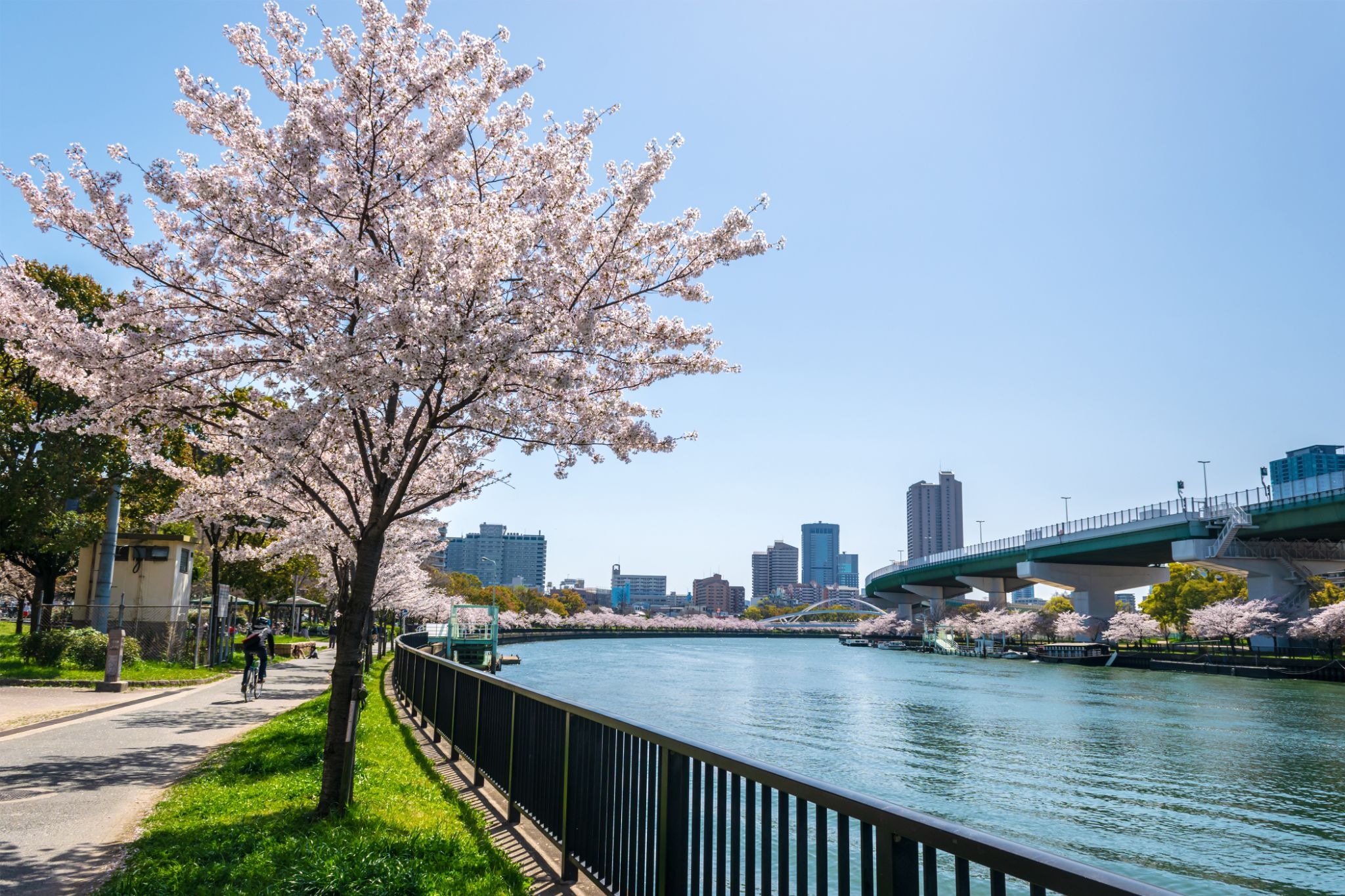 Cherry blossoms in full bloom along the Okawa River at Kema Sakuranomiya Park in Osaka.