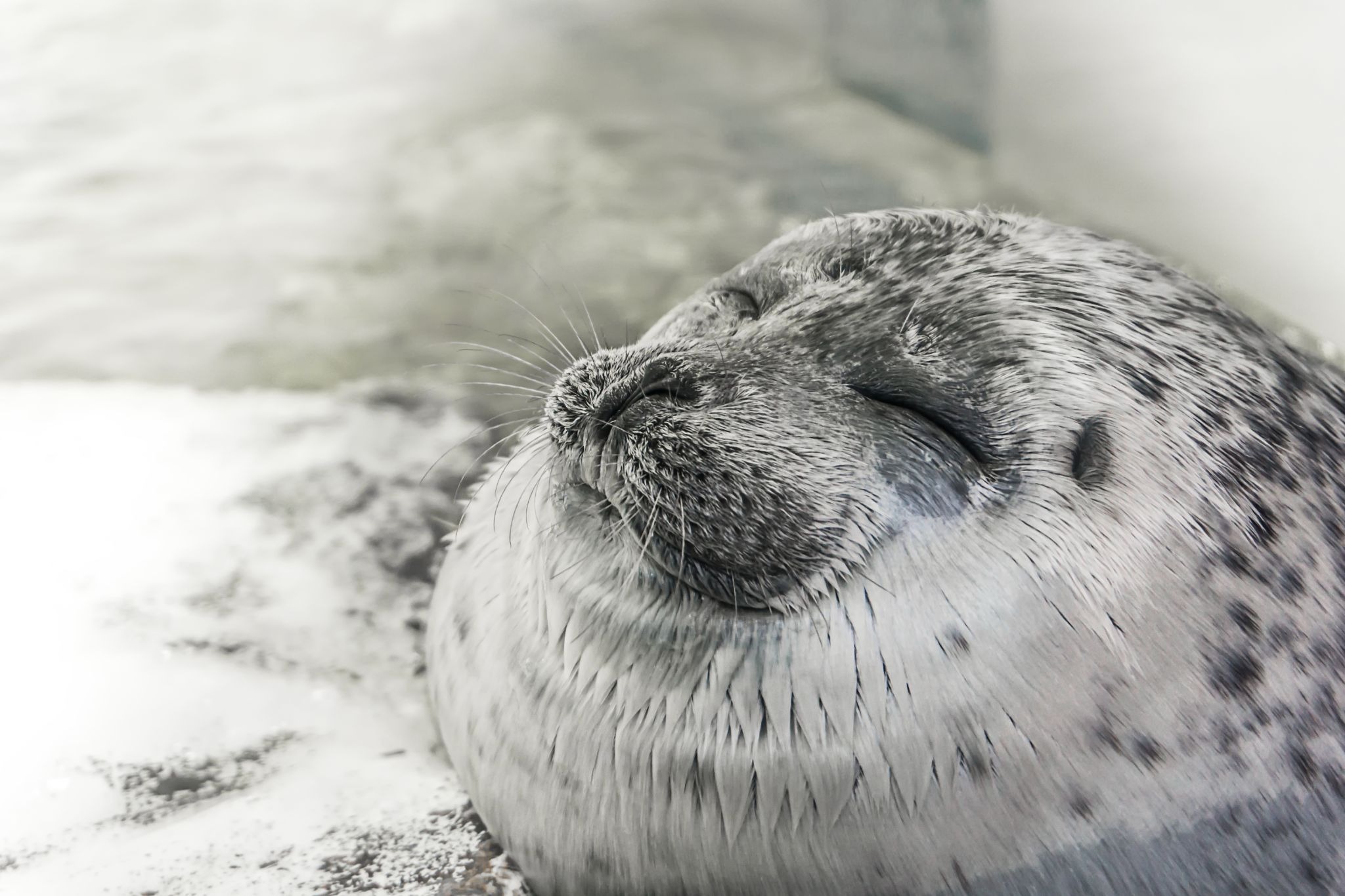 A ringed seal resting on a rock formation in the Arctic Zone at Kaiyukan.