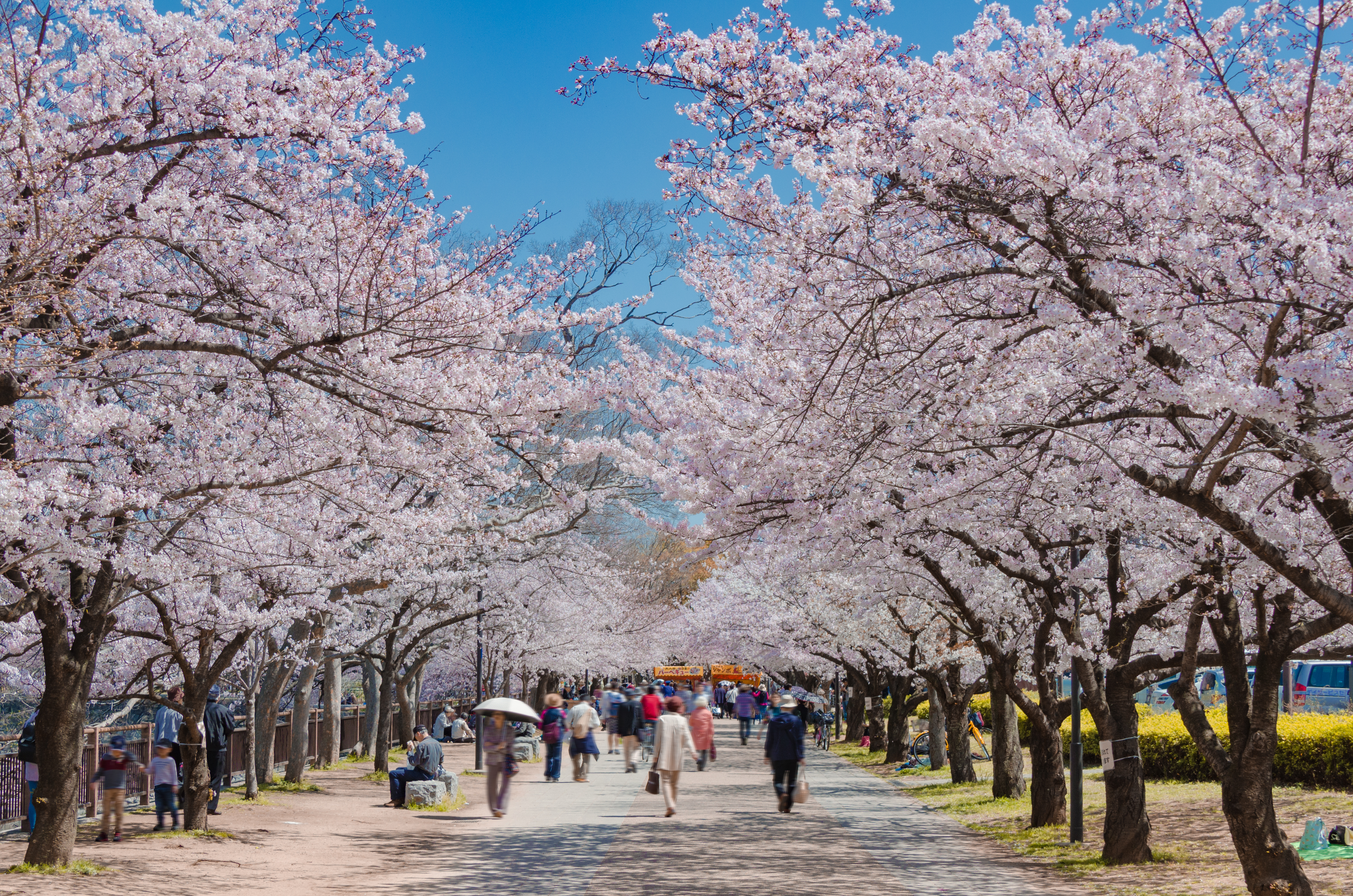 Hanami Cherry Blossom Experience in Osaka